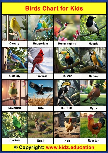Birds Chart - 2 | Printable Educational Chart for Kids