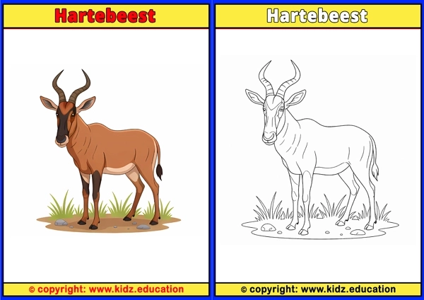 Hartebeest - Printable Coloring Page for Kids