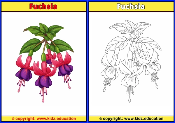 Fuchsia - Printable Coloring Page for Kids