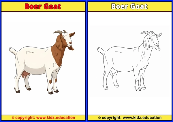 Boer Goat - Printable Coloring Page for Kids