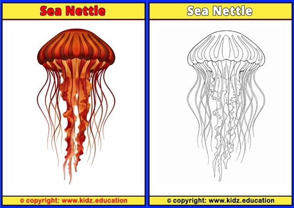 Sea Nettle - Printable Coloring Page for Kids