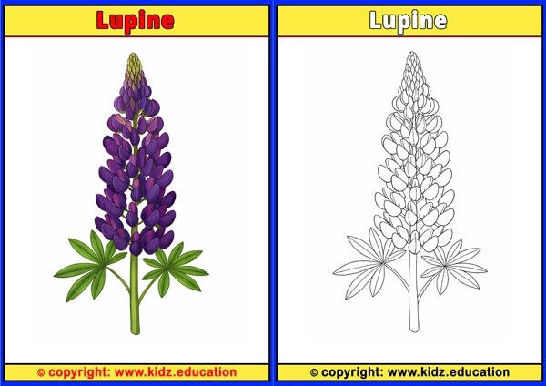 Lupine - Printable Coloring Page for Kids