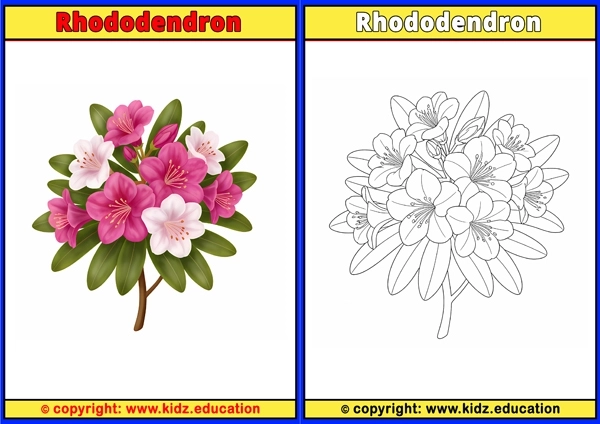 Rhododendron - Printable Coloring Page for Kids