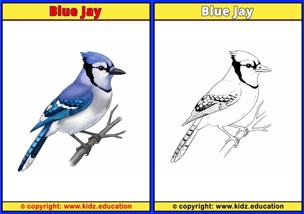Blue Jay - Printable Coloring Page for Kids