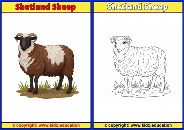 Shetland Sheep - Printable Coloring Page for Kids