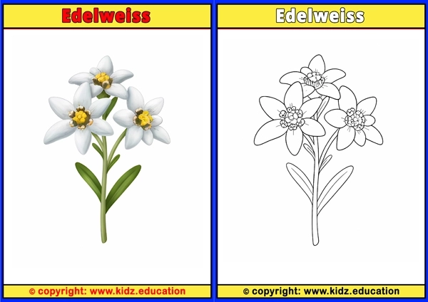 Edelweiss  - Printable Coloring Page for Kids