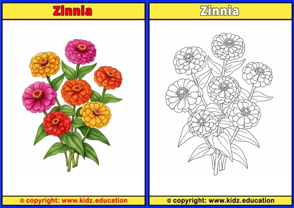 Zinnia - Printable Coloring Page for Kids