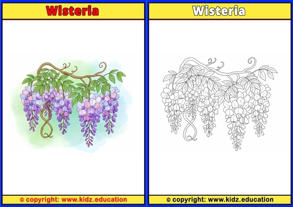 Wisteria - Printable Coloring Page for Kids