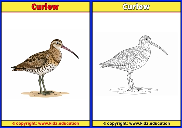 Curlew - Printable Coloring Page for Kids