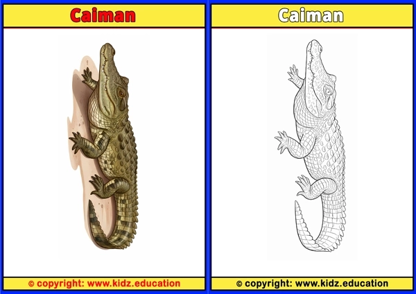 Caiman - Printable Coloring Page for Kids