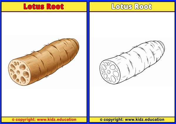 Lotus Root - Printable Coloring Page for Kids
