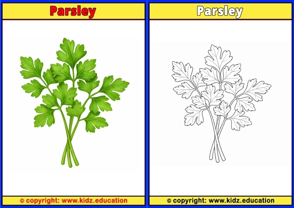 Parsley - Printable Coloring Page for Kids