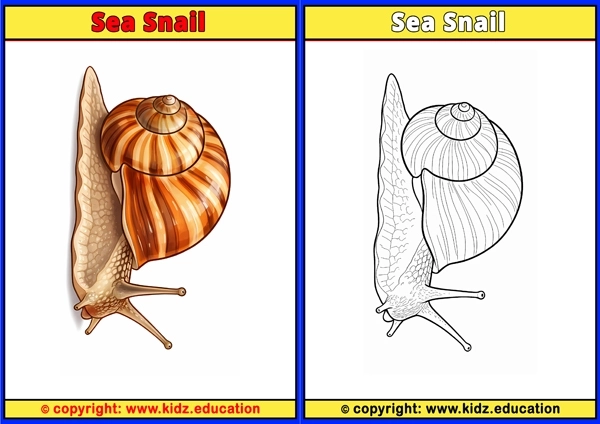 Sea Snail - Printable Coloring Page for Kids
