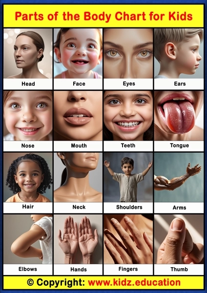 Parts of the Body Chart -1 | Printable Educational Chart for Kids