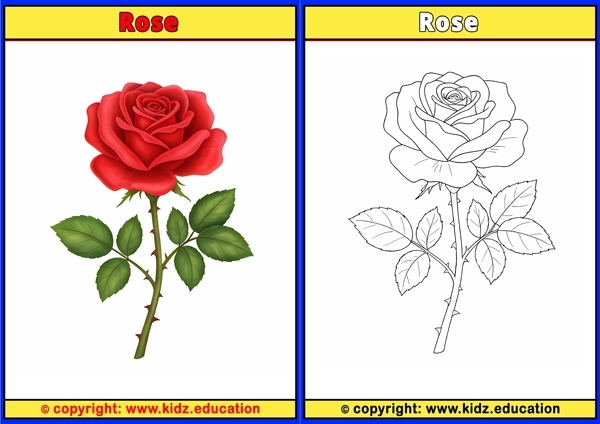 Rose - Printable Coloring Page for Kids