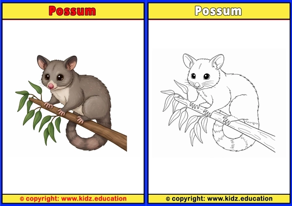 Possum - Printable Coloring Page for Kids