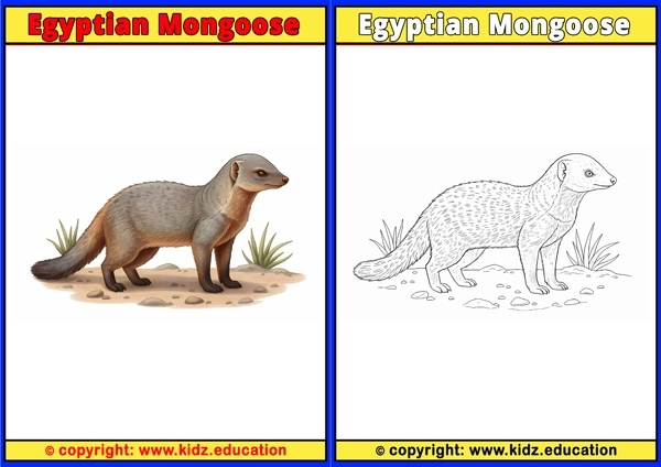 Egyptian Mongoose - Printable Coloring Page for Kids