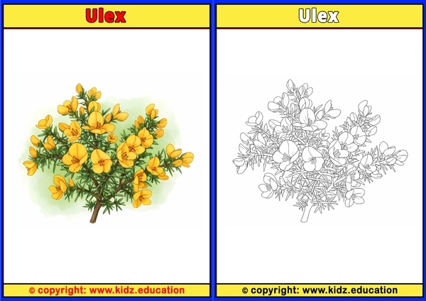 Ulex - Printable Coloring Page for Kids