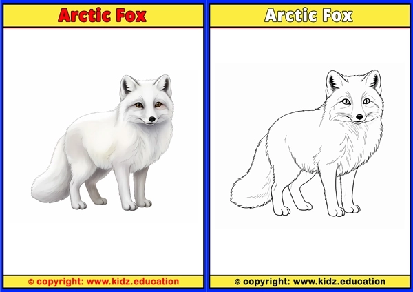 Arctic Fox - Printable Coloring Page for Kids