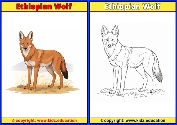 Ethiopian Wolf - Printable Coloring Page for Kids