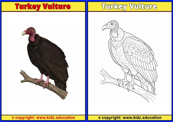 Turkey - Printable Coloring Page for Kids