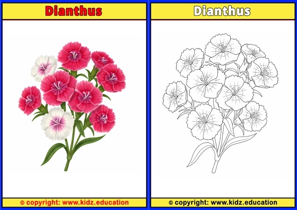 Dianthus - Printable Coloring Page for Kids