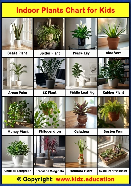 Indoor Plants Chart – 1 | Printable Educational Chart for Kids