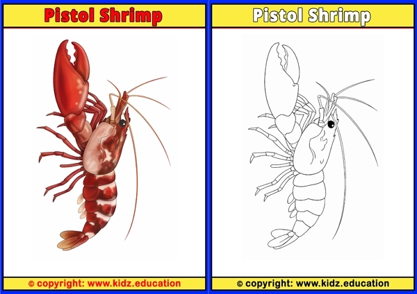 Pistol Shrimp - Printable Coloring Page for Kids