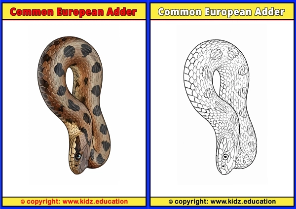 Common European Adder - Printable Coloring Page for Kids