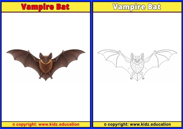 Vampire Bat - Printable Coloring Page for Kids