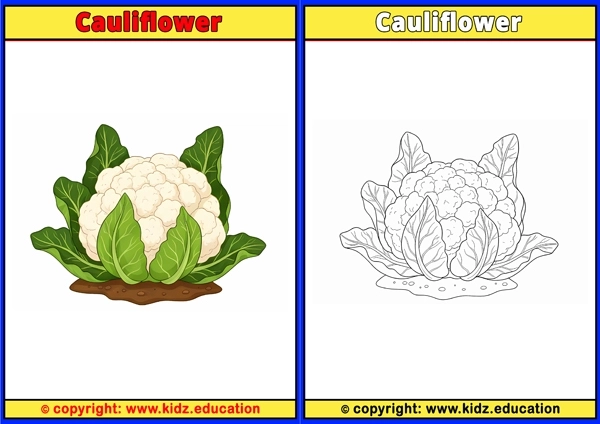 Cauliflower - Printable Coloring Page for Kids