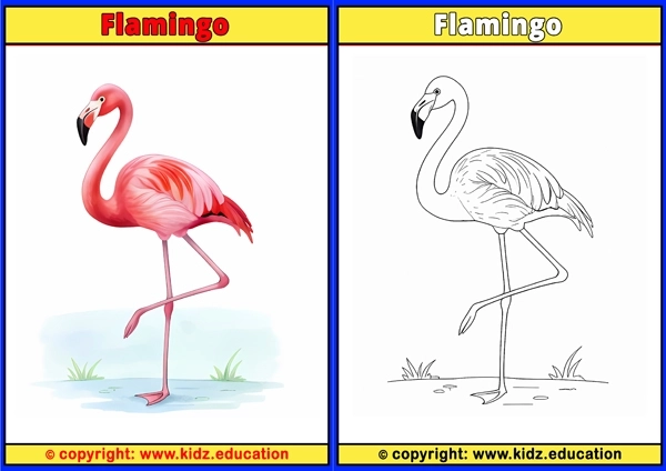 Flamingo - Printable Coloring Page for Kids