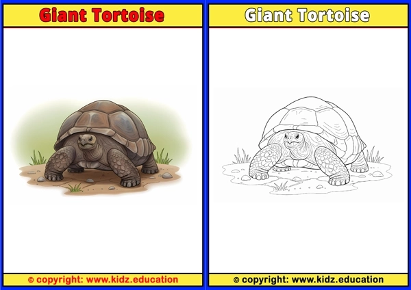Giant Tortoise - Printable Coloring Page for Kids