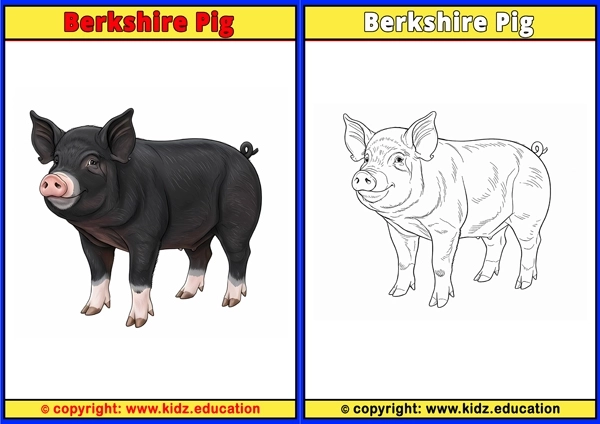 Berkshire Pig - Printable Coloring Page for Kids
