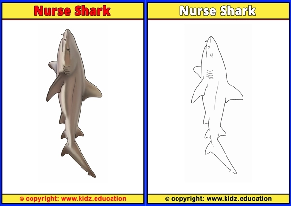 Nurse Shark - Printable Coloring Page for Kids