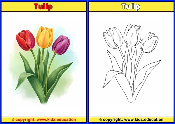 Tulip - Printable Coloring Page for Kids