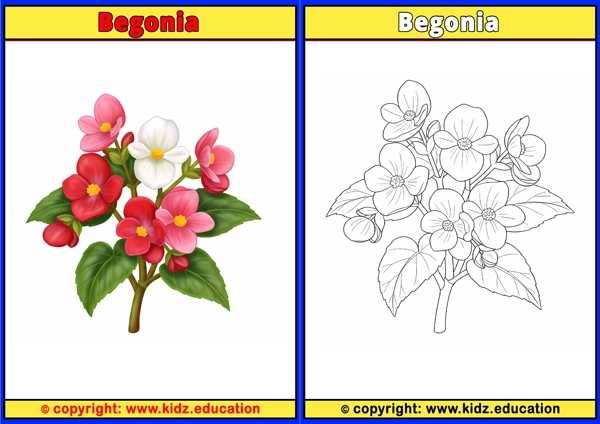 Begonia - Printable Coloring Page for Kids