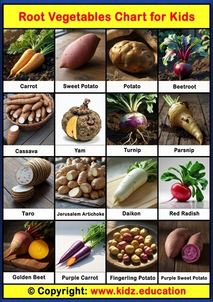 Root Vegetables Chart – 1 | Printable Educational Chart for Kids
