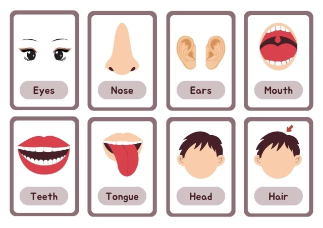 Body Parts - Flash Cards for Kids