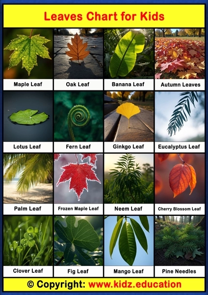 Leaves Chart – 1 | Printable Educational Chart for Kids