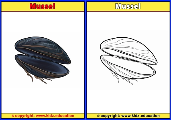 Mussel - Printable Coloring Page for Kids