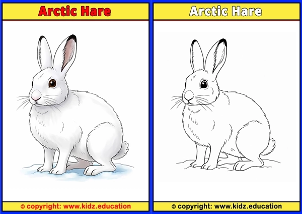 Arctic Hare - Printable Coloring Page for Kids