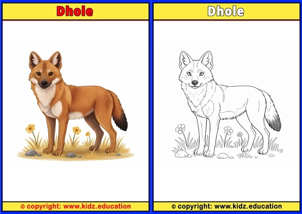 Dhole - Printable Coloring Page for Kids