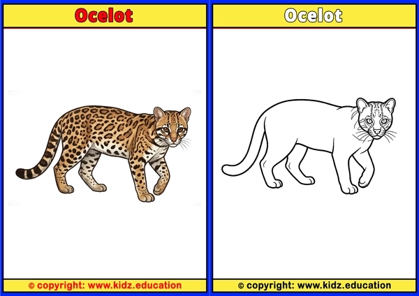 Ocelot - Printable Coloring Page for Kids