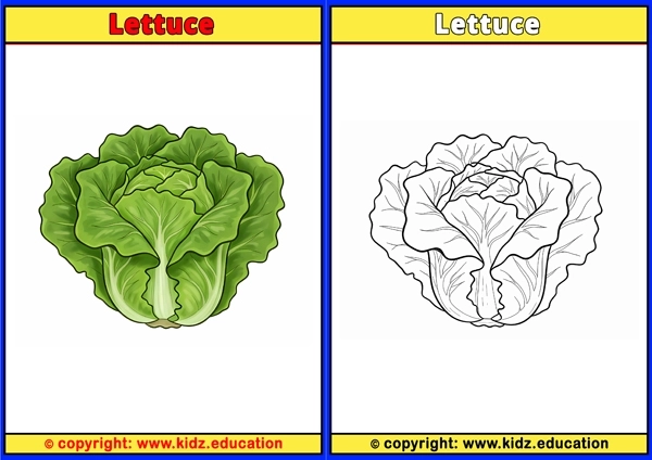 Lettuce - Printable Coloring Page for Kids