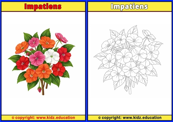 Impatiens - Printable Coloring Page for Kids