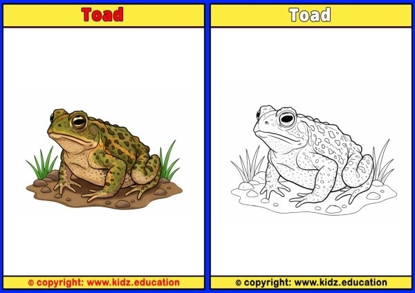 Toad - Printable Coloring Page for Kids