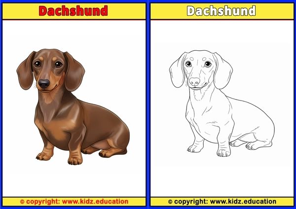 Dachshund - Printable Coloring Page for Kids