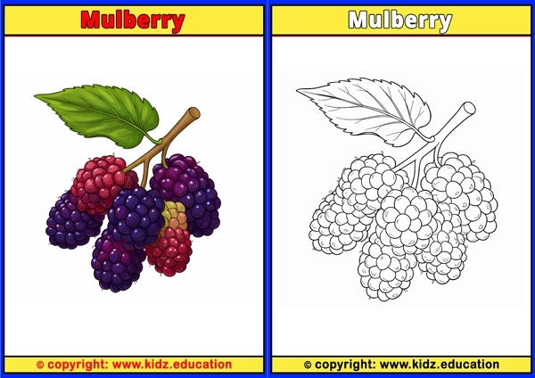 Mulberry - Printable Coloring Page for Kids