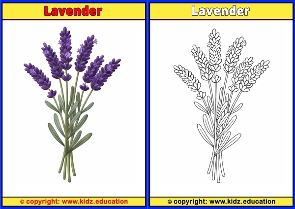 Lavender - Printable Coloring Page for Kids